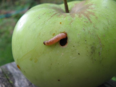 Чем обработать яблоню летом от вредителей и болезней: